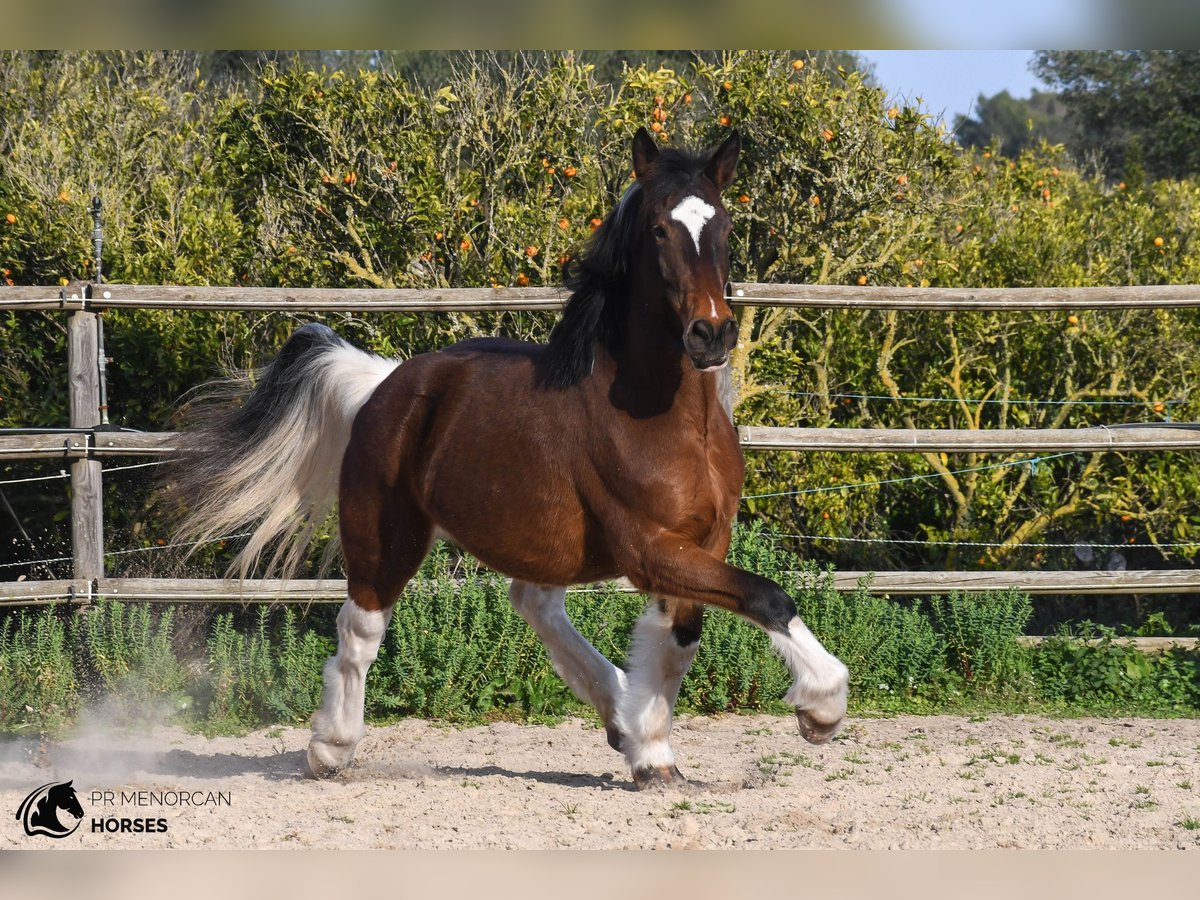 American Saddlebred Merrie 6 Jaar 158 cm Gevlekt-paard in Menorca
