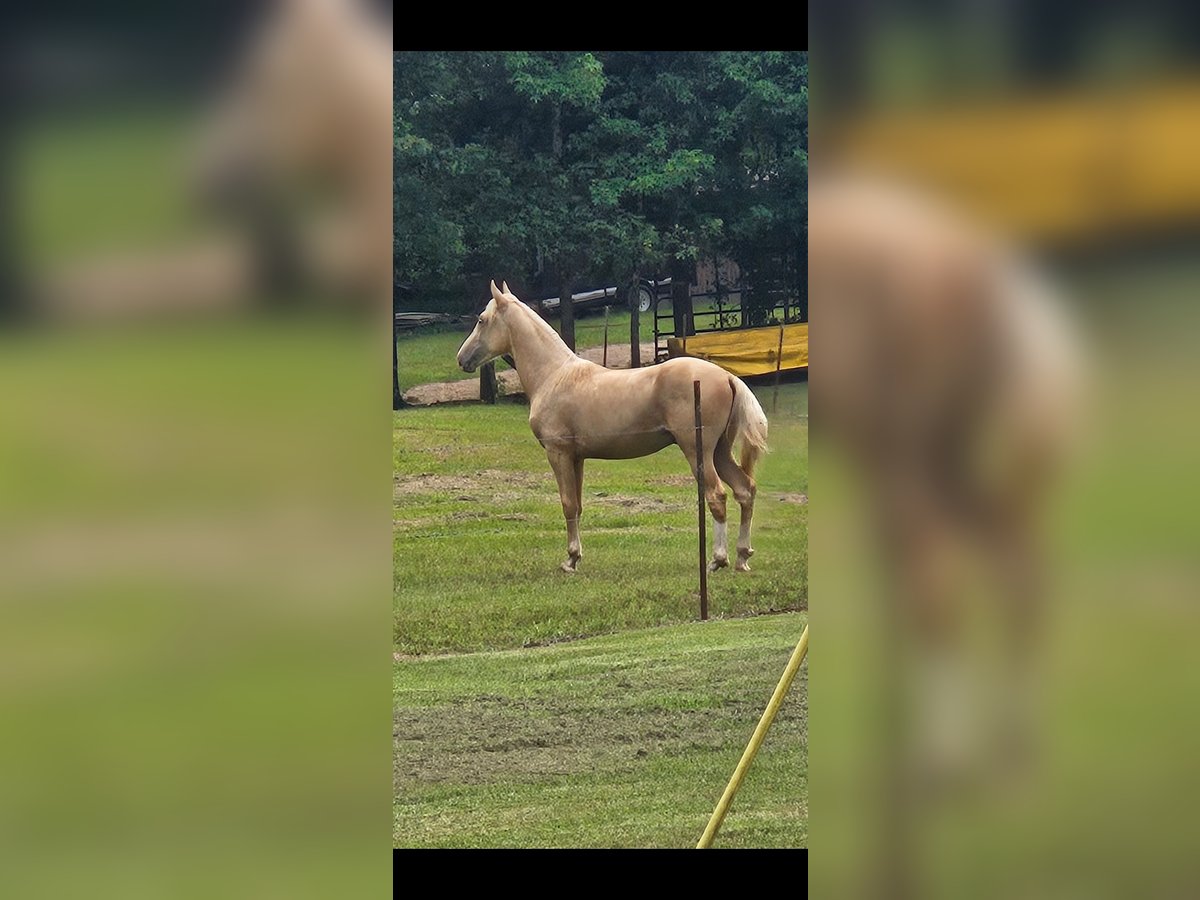 American Saddlebred Stallion 1 year 14 hh Palomino in Bethel Springs
