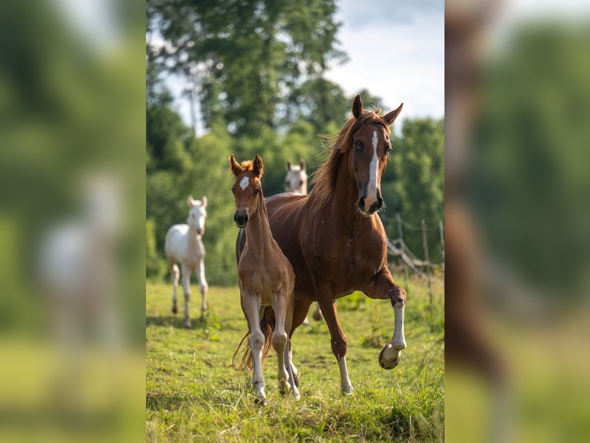 American Saddlebred Stute  163 cm Dunkelfuchs in Kierspe