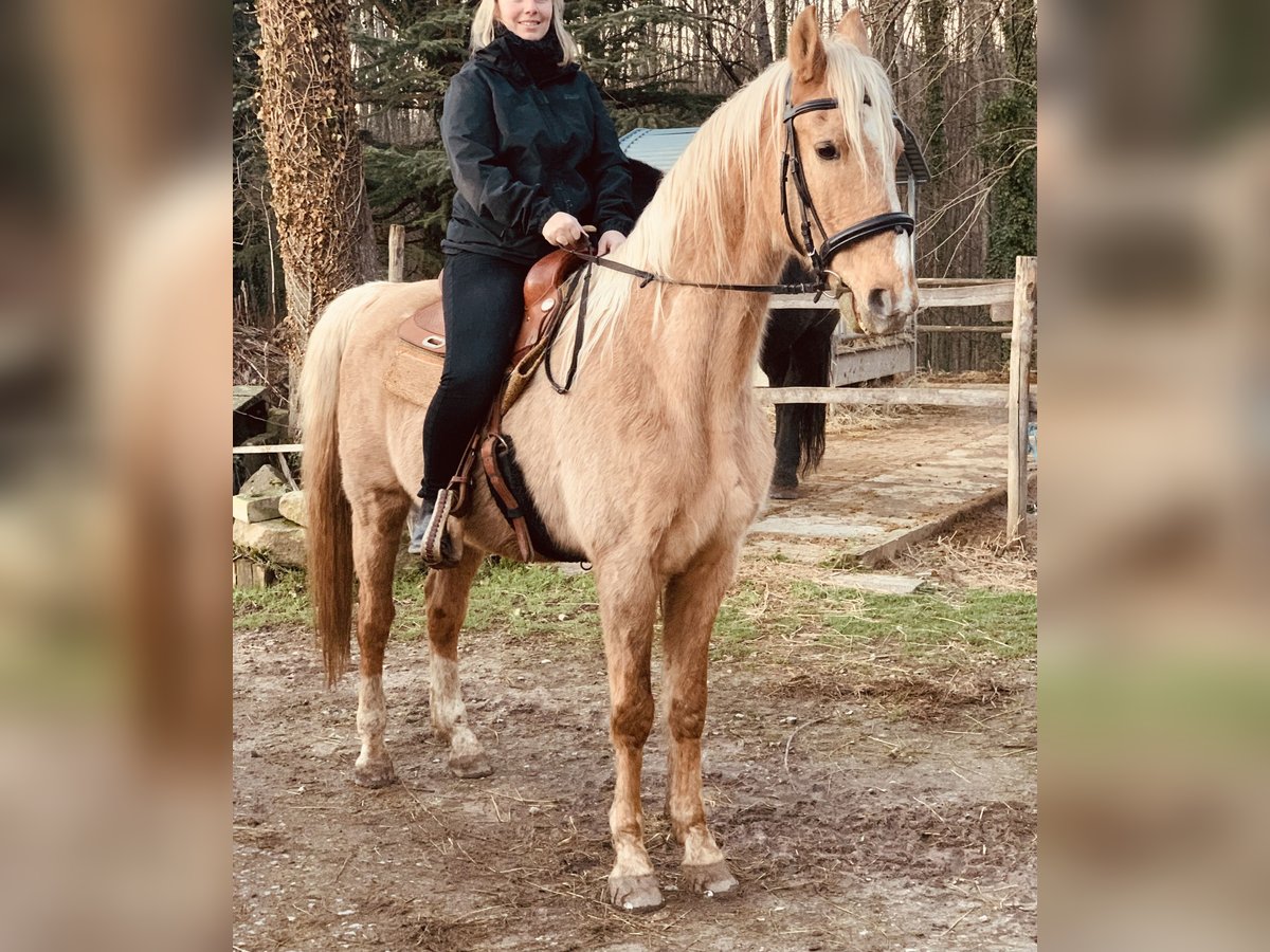 American Saddlebred Wałach 21 lat 162 cm Bułana in Baden-Baden