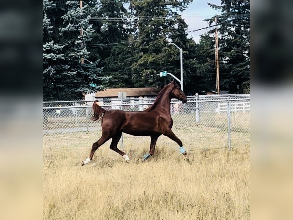 American Saddlebred Wallach 4 Jahre 163 cm Fuchs in Olympia
