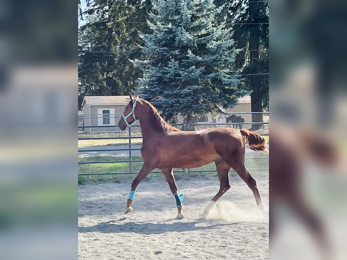 American Saddlebred Wallach 4 Jahre 163 cm Fuchs in Olympia