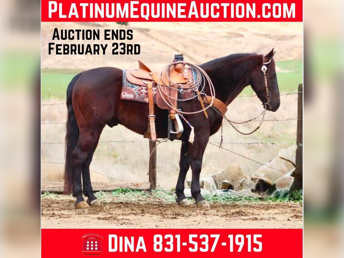 American Saddlebred Wallach 9 Jahre 150 cm in Paicines CA
