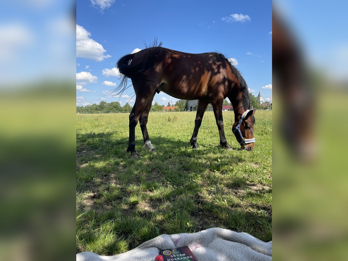 American Standardbred Castrone 7 Anni 156 cm Baio in Buchloe