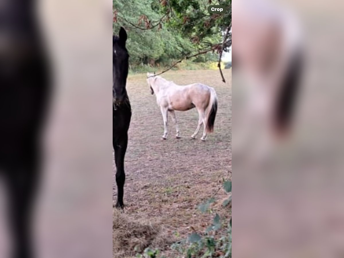 American Standardbred Mix Castrone 8 Anni Tobiano-tutti i colori in Surrey