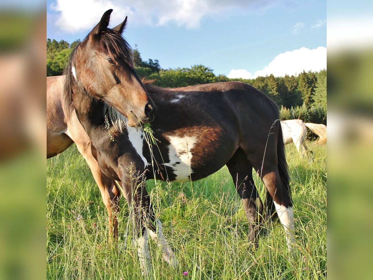 American Standardbred Mix Giumenta 1 Anno 160 cm Pezzato in Saarland