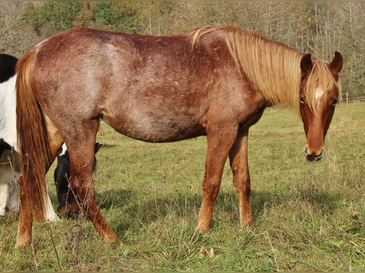 American Standardbred Giumenta 1 Anno 160 cm Roano rosso in Saarland