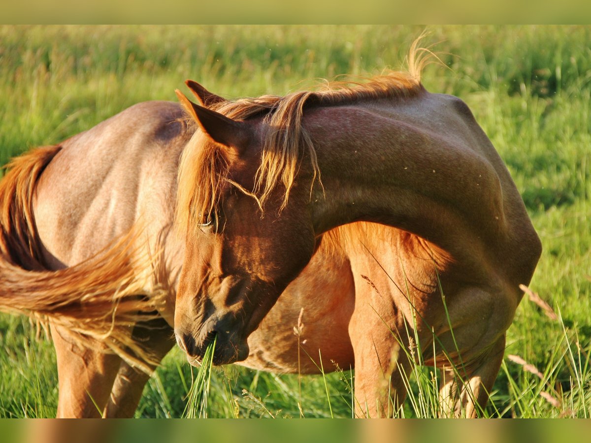 American Standardbred Giumenta 1 Anno 160 cm Roano rosso in Saarland