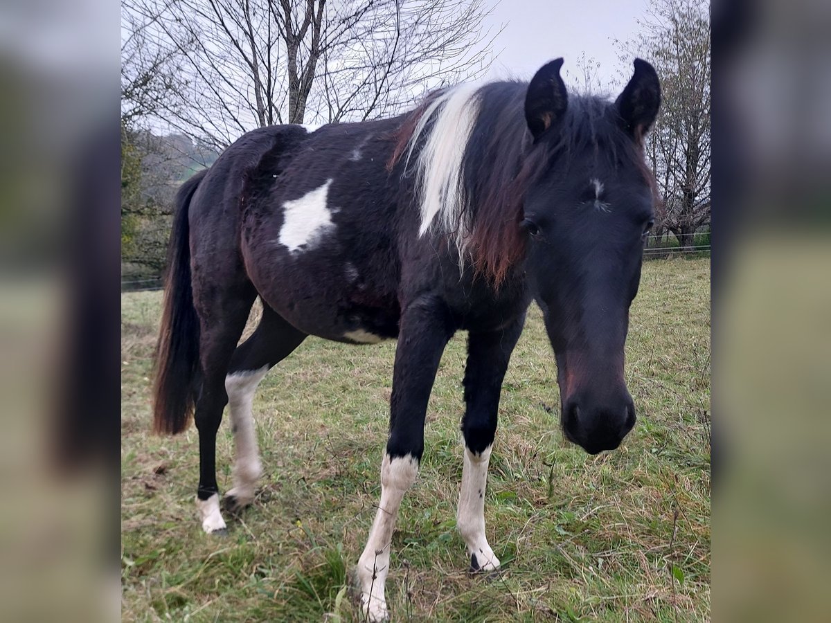 American Standardbred Giumenta 2 Anni 160 cm Pezzato in Saarland