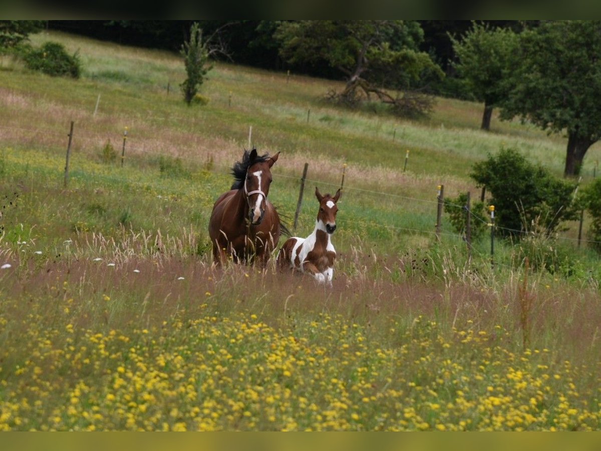 American Standardbred Hengst Fohlen (06/2024) 150 cm Tobiano-alle-Farben in Schömberg