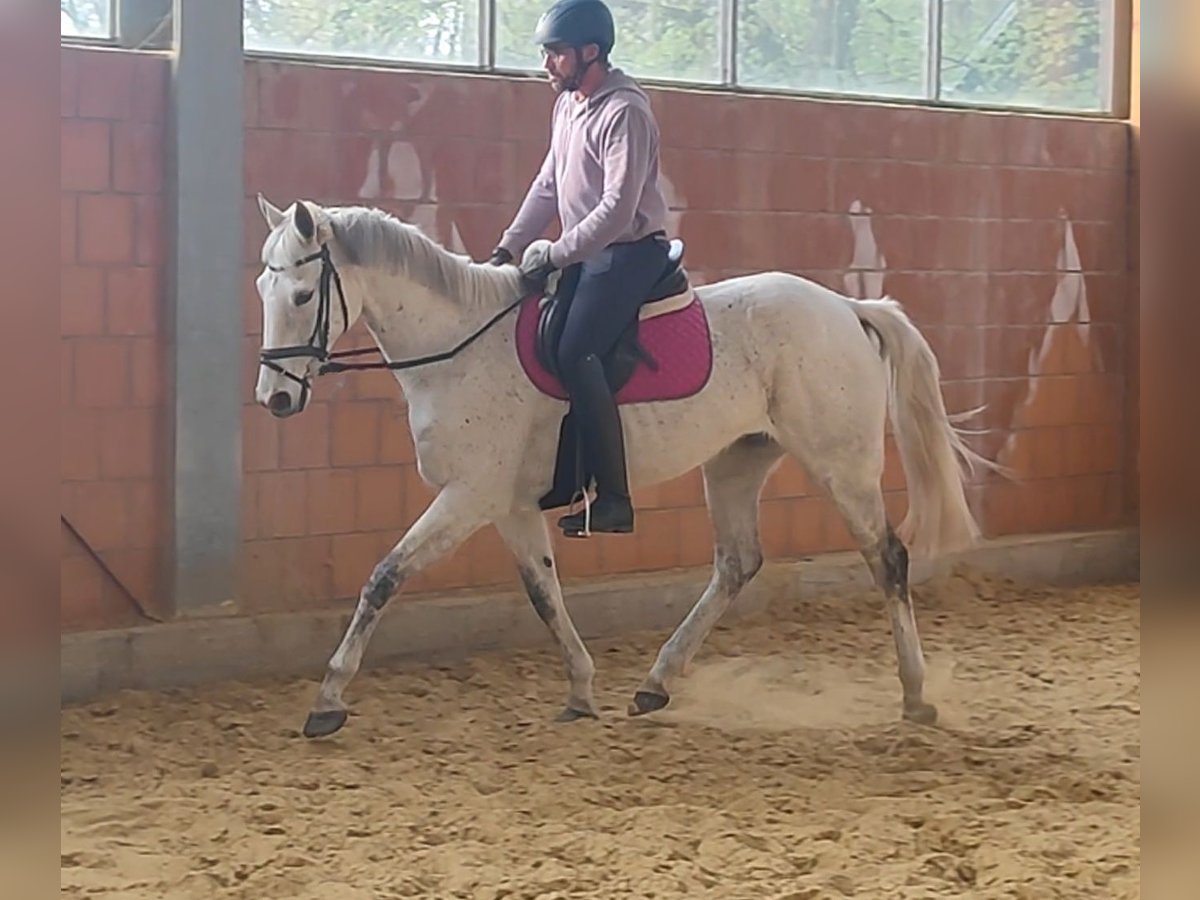 American Standardbred Mare 11 years Gray in Lage