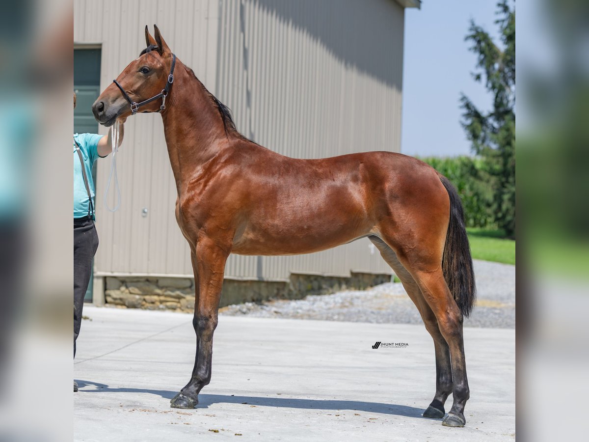 American Standardbred Mare 1 year 14,2 hh Brown in Narvon American Standardbred Mare 1 year 14,2 hh Brown in Narvon