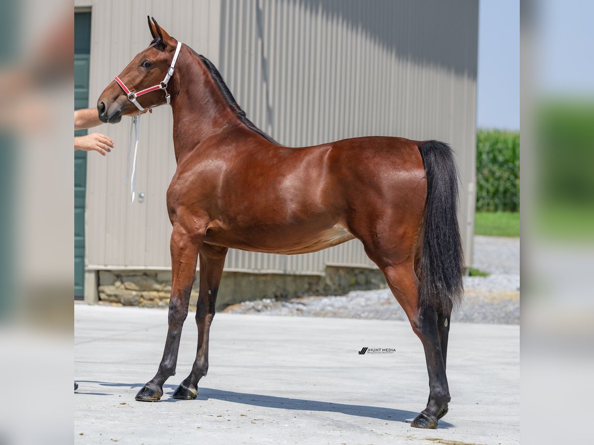 American Standardbred Mare 1 year 14,3 hh in Narvon American Standardbred Mare 1 year 14,3 hh in Narvon