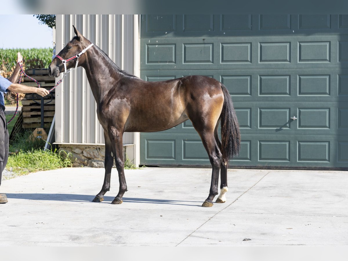 American Standardbred Mare 1 year in Narvon American Standardbred Mare 1 year in Narvon