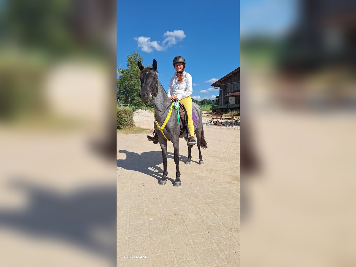 American Standardbred Mare 4 years 13,2 hh Roan-Blue in Heitersheim