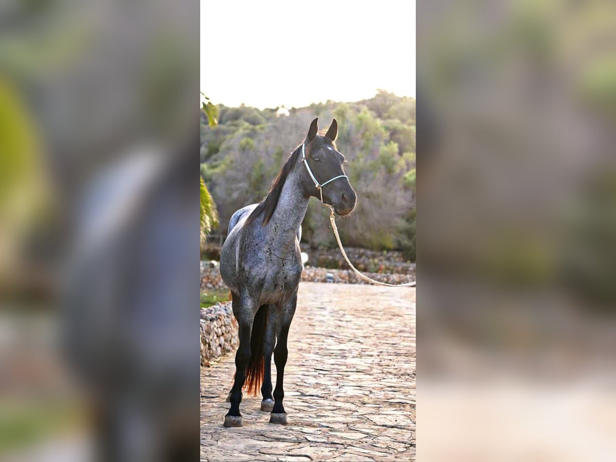 American Standardbred Merrie 4 Jaar 139 cm Roan-Blue in Heitersheim