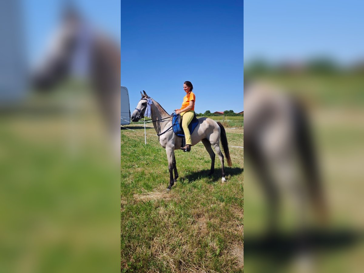 American Standardbred Stute 10 Jahre 159 cm Buckskin in Heitersheim