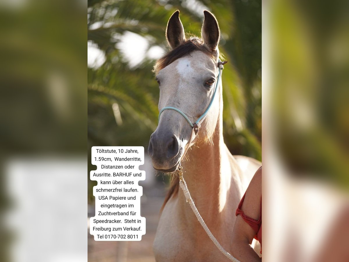American Standardbred Stute 10 Jahre 159 cm Buckskin in Heitersheim