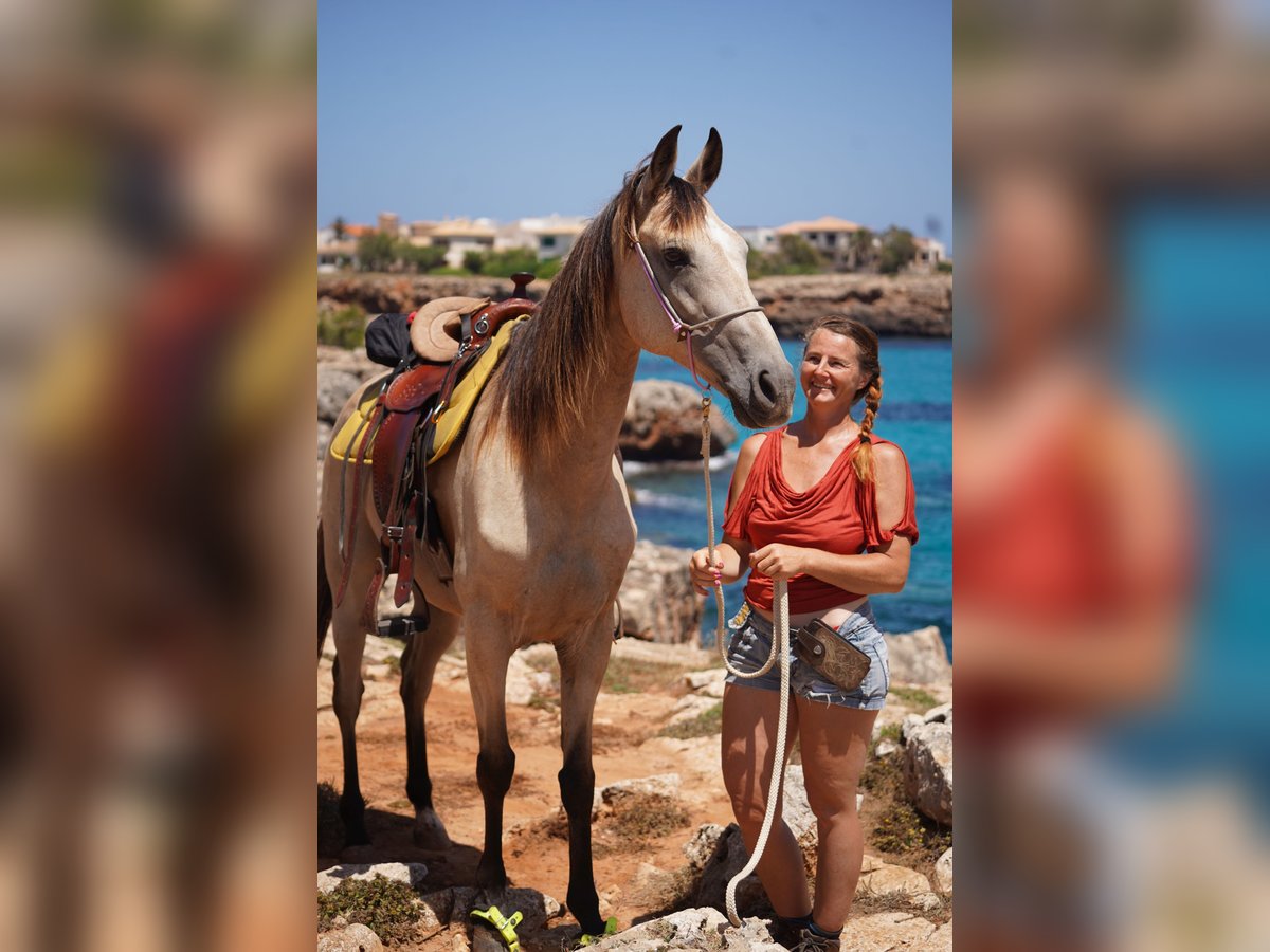American Standardbred Stute 10 Jahre 159 cm Buckskin in Heitersheim