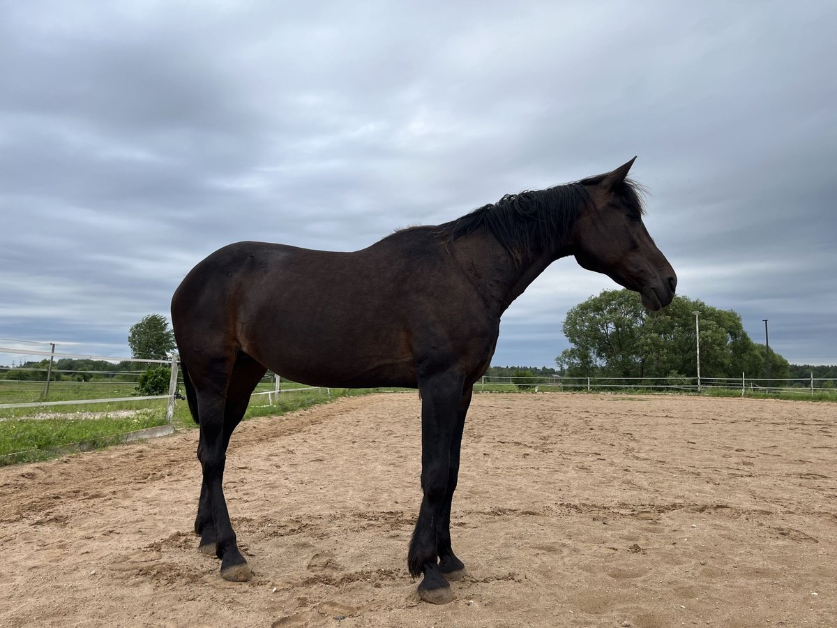 American Standardbred Stute 19 Jahre 163 cm Dunkelbrauner in Vilnius