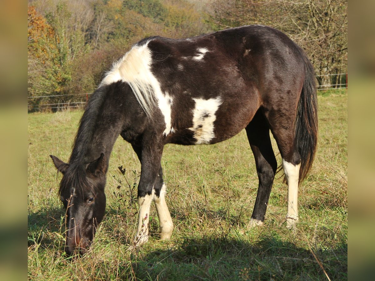 American Standardbred Mix Stute 1 Jahr 160 cm Schecke in Saarland