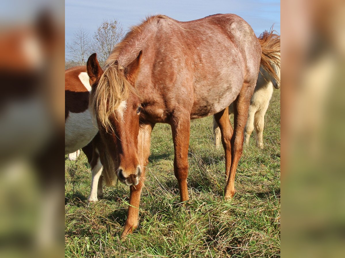 American Standardbred Stute 2 Jahre 160 cm Roan-Red in Saarland