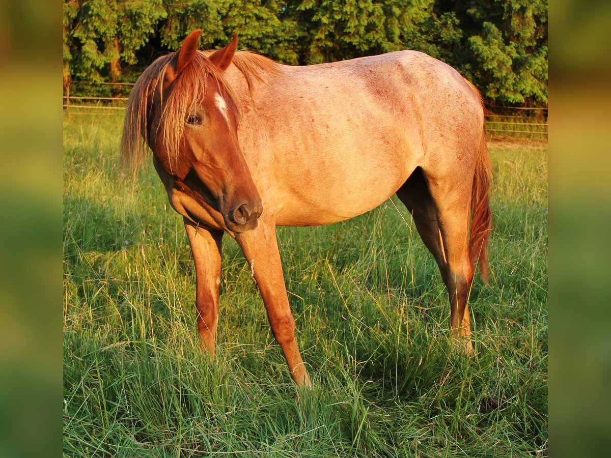American Standardbred Stute 2 Jahre 160 cm Roan-Red in Saarland