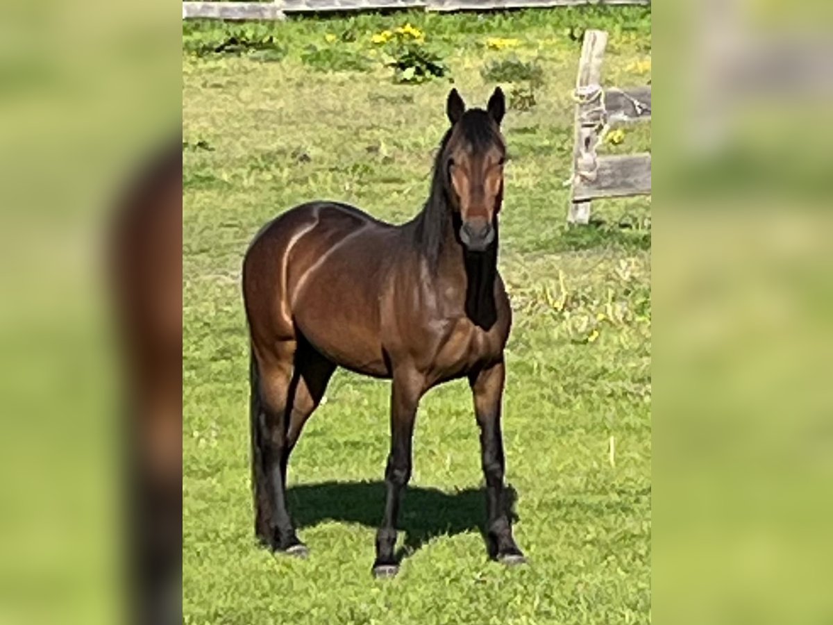American Standardbred Mix Wallach 3 Jahre 150 cm Dunkelbrauner in Helmstedt