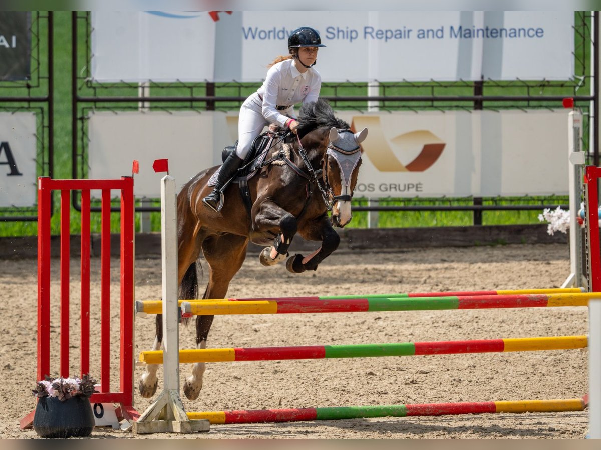 American Standardbred Wallach 6 Jahre 172 cm Dunkelbrauner in Latvia, Grobina American Standardbred Wallach 6 Jahre 172 cm Dunkelbrauner in Latvia, Grobina