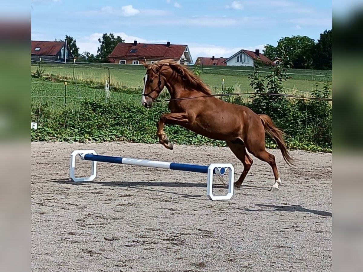 Americano da Sella Mix Castrone 5 Anni 150 cm Sauro in Schondorf am Ammersee