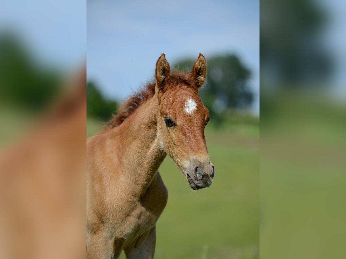 Americano da Sella Giumenta 2 Anni 162 cm Sauro in Kierspe