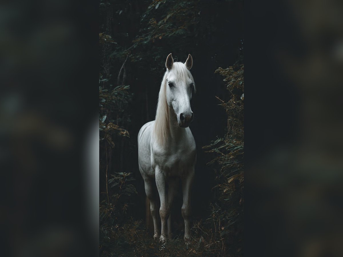 Americano da Sella Mix Giumenta 4 Anni 200 cm Falbo baio in Toronto