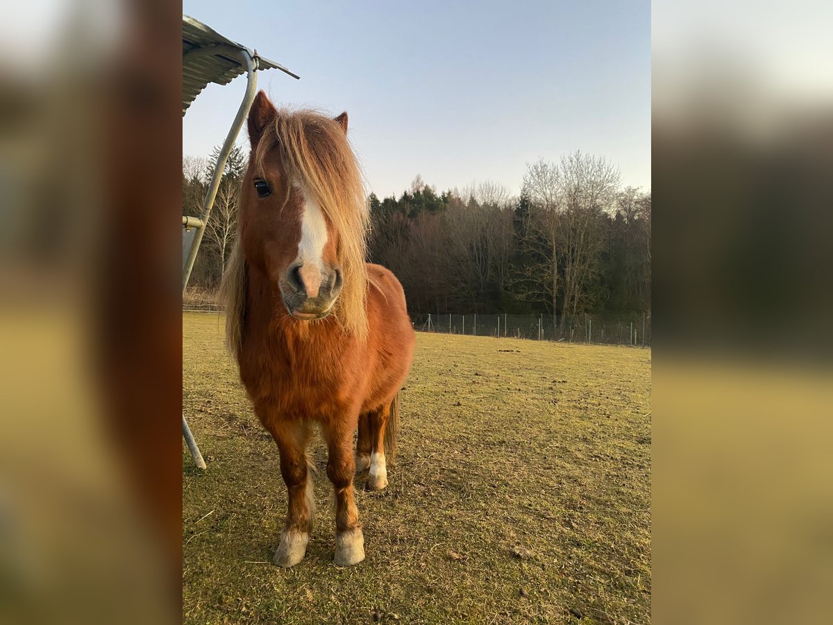 Amerikaans minipaard Mix Hengst 13 Jaar Vos in Sulzriegel