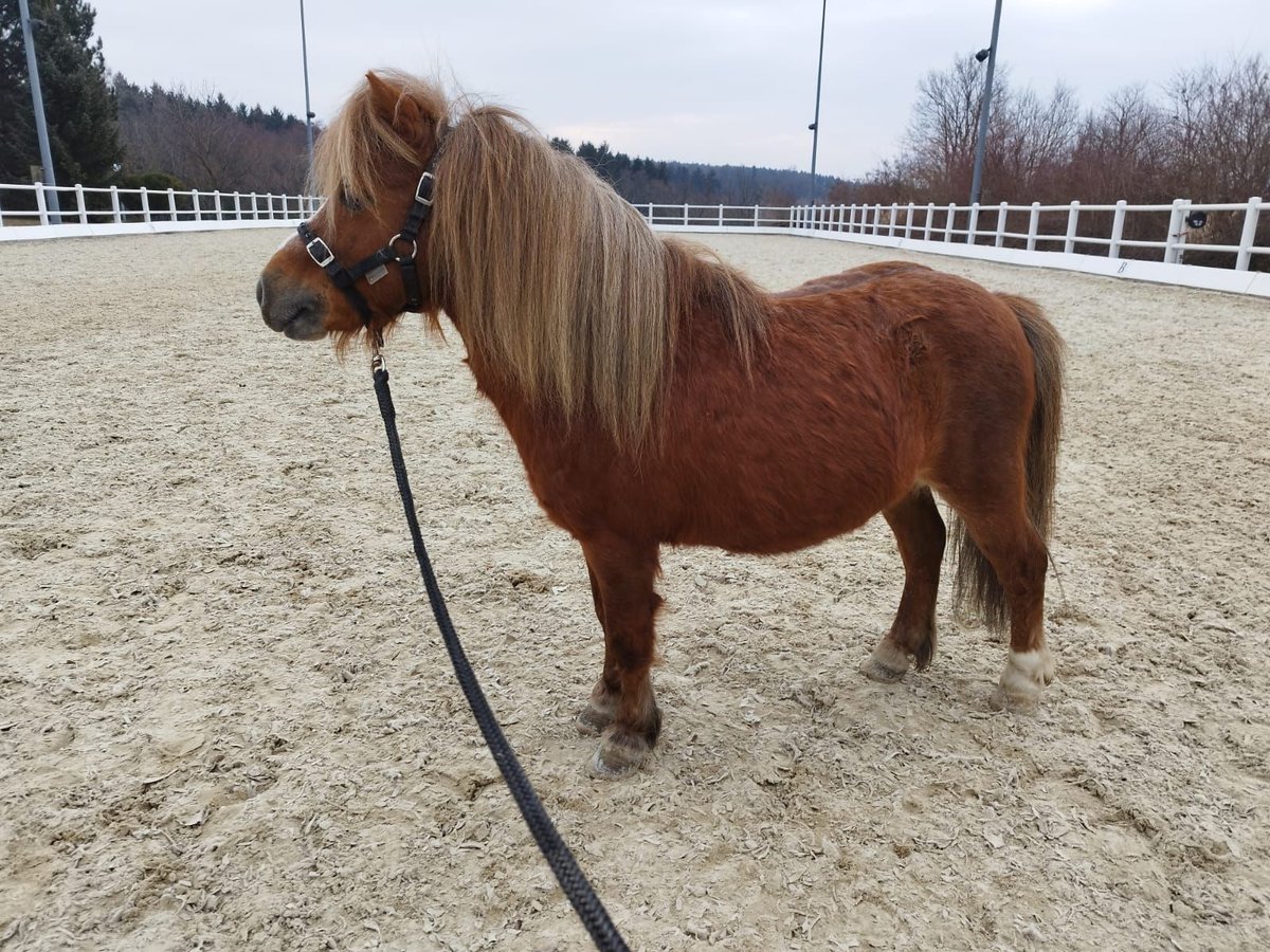 Amerikaans minipaard Mix Hengst 13 Jaar Vos in Sulzriegel