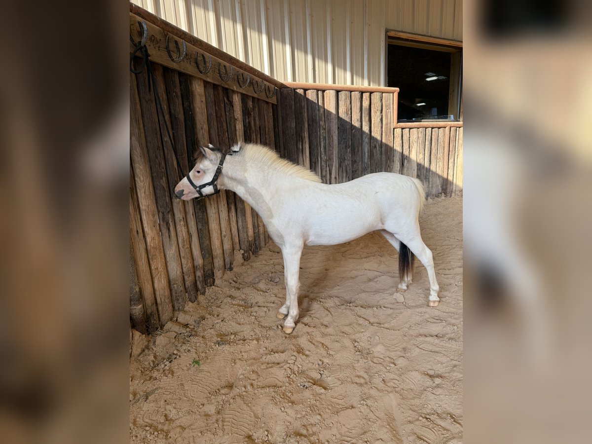 Amerikaans minipaard Hengst 1 Jaar 81 cm Gevlekt-paard in Tyler