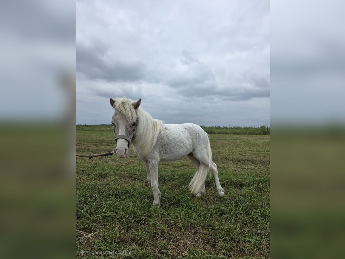 Amerikaans minipaard Hengst 1 Jaar 82 cm in lincent