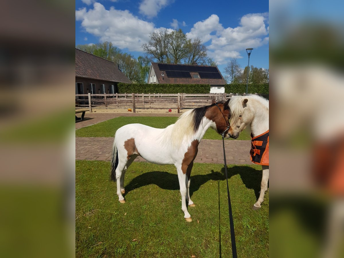 Amerikaans minipaard Hengst 1 Jaar Gevlekt-paard in Schaijk