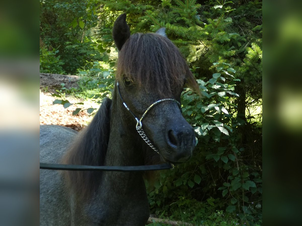 Amerikaans minipaard Hengst 2 Jaar 90 cm Schimmel in Le Petit Bornand