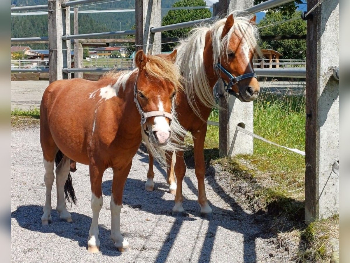 Amerikaans minipaard Hengst 2 Jaar 95 cm Vos in Reutte