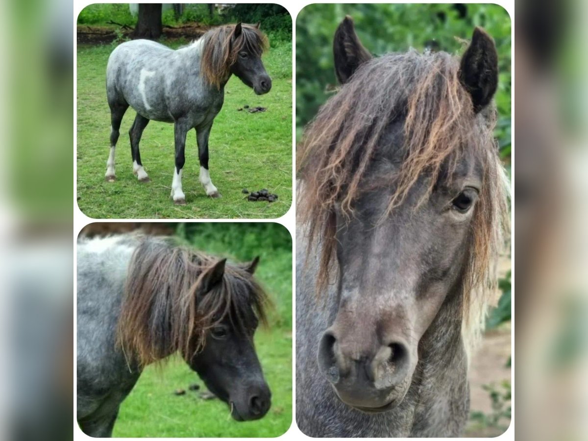 Amerikaans minipaard Hengst 4 Jaar Roan-Blue in Söhlde