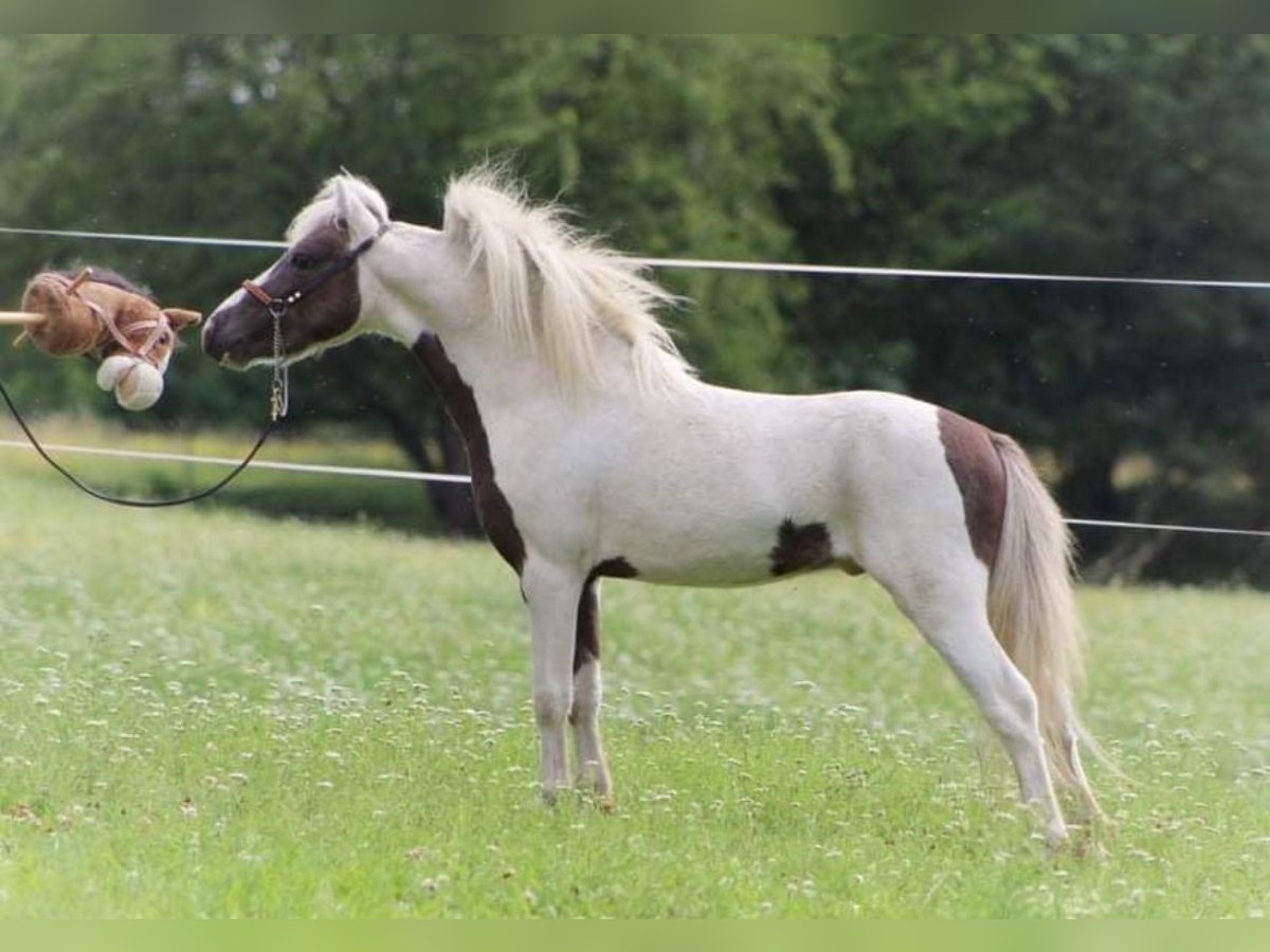 Amerikaans minipaard Hengst 7 Jaar 86 cm Gevlekt-paard in Schlöben