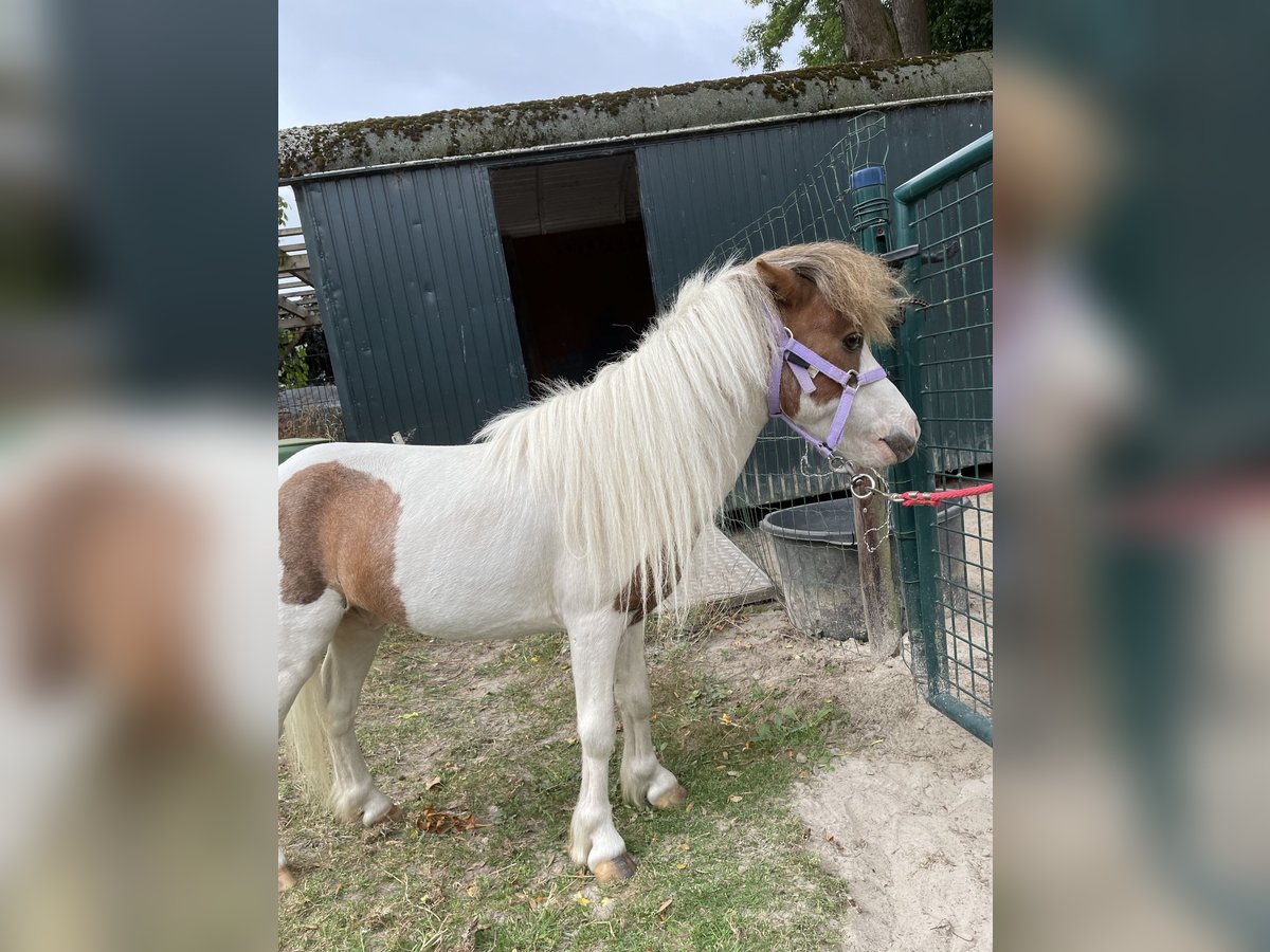 Amerikaans minipaard Hengst 9 Jaar 75 cm Overo-alle-kleuren in Bingelrade