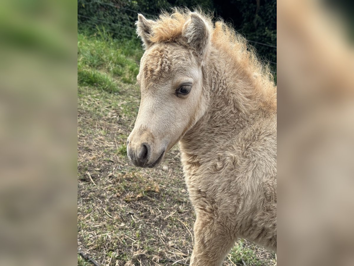 Amerikaans minipaard Hengst Veulen (07/2025) 80 cm Dunalino in Gardelegen