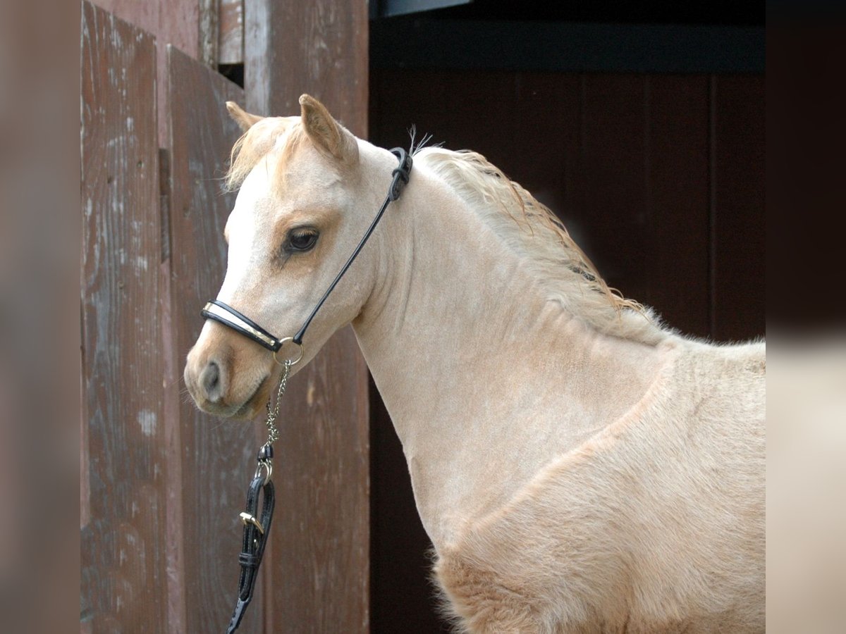 Amerikaans minipaard Hengst veulen (04/2024) Palomino in Leinburg