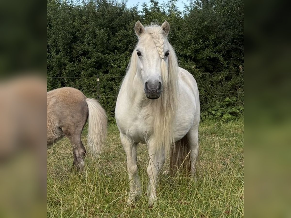 Amerikaans minipaard Merrie 15 Jaar 90 cm Schimmel in Kappeln