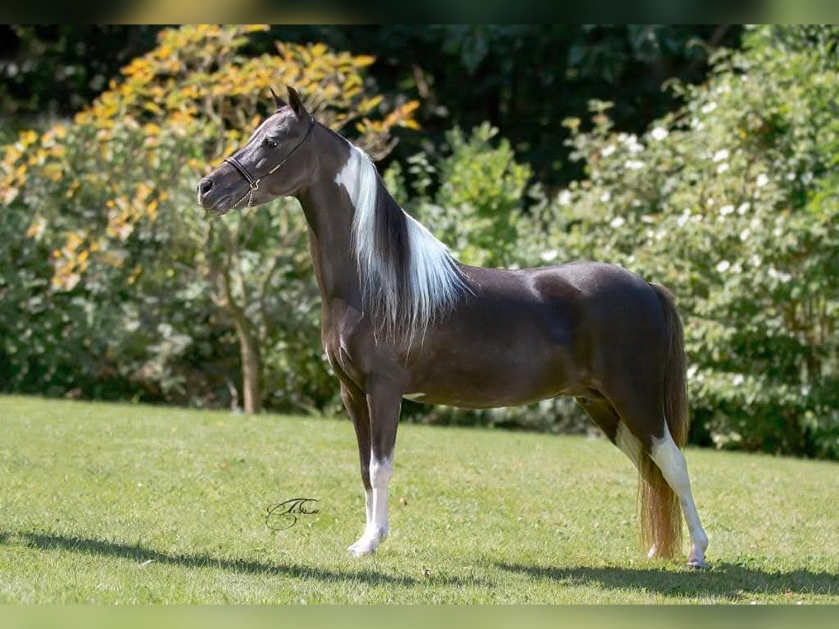 Amerikaans minipaard Merrie 16 Jaar 100 cm in Laakdal Amerikaans minipaard Merrie 16 Jaar 100 cm in Laakdal