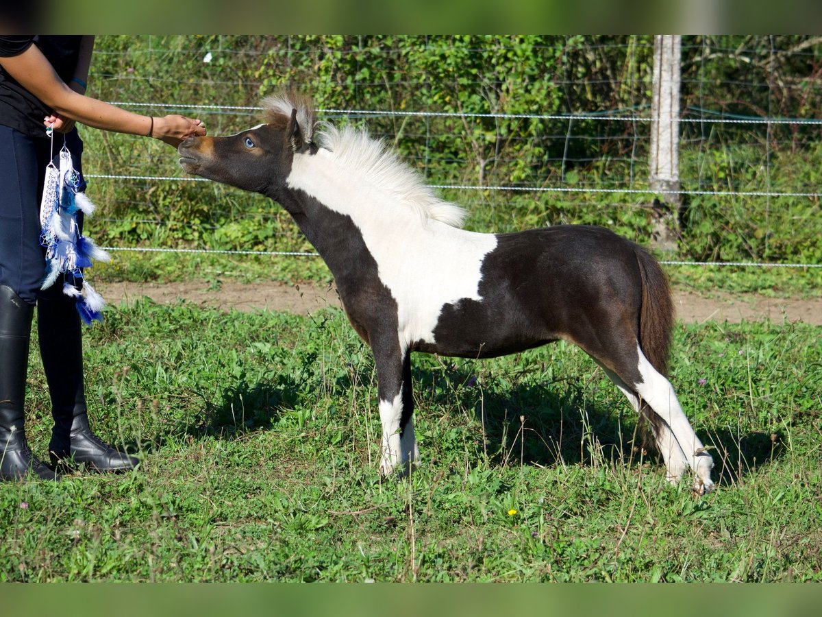 Amerikaans minipaard Merrie 1 Jaar 83 cm Tobiano-alle-kleuren in Sarreguemines