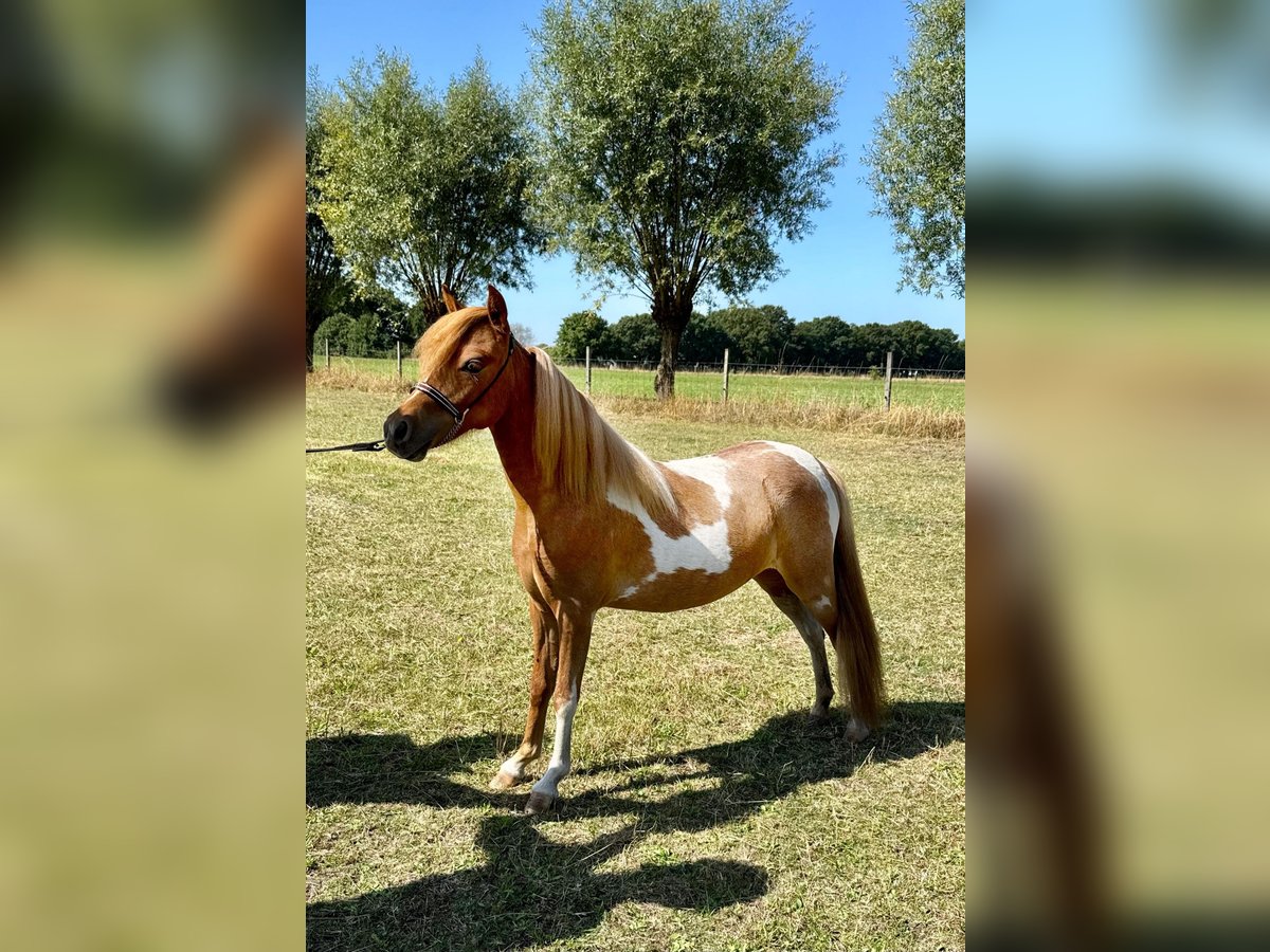 Amerikaans minipaard Merrie 1 Jaar 85 cm Tobiano-alle-kleuren in Wiekevorst