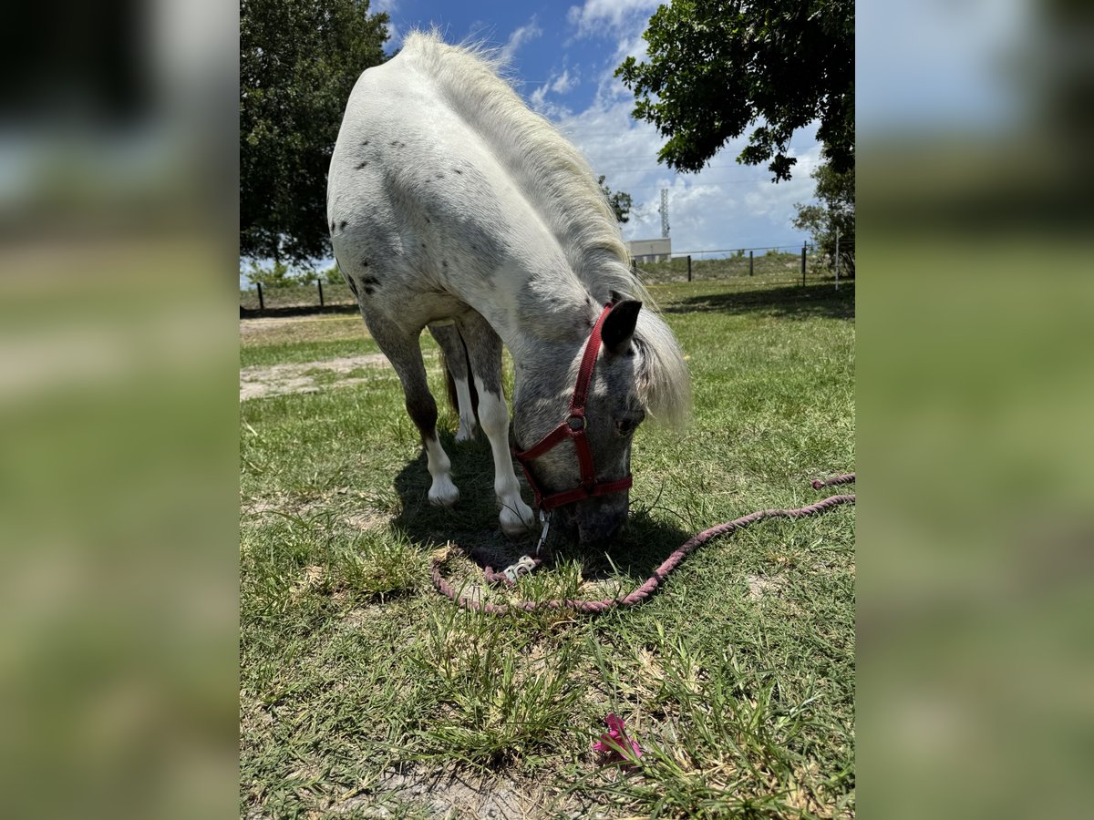 Amerikaans minipaard Merrie 23 Jaar 102 cm Appaloosa in LoxahatcheeWellington