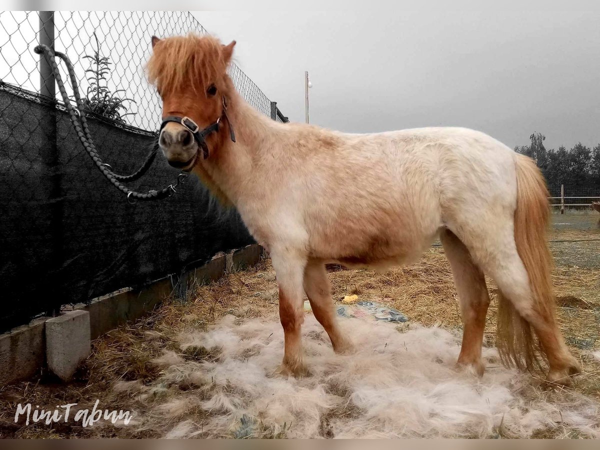 Amerikaans minipaard Mix Merrie 4 Jaar 76 cm Roan-Red in Ruda